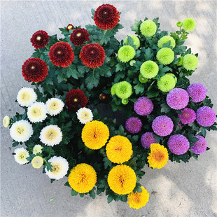 乒乓菊花盆栽阳台庭院花卉耐寒花期长菊花乒乓球带花发货包邮