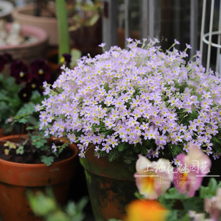 安徽羽叶报春盆栽苗陕西羽叶报春多年生花卉花期长阳台庭院易丰花