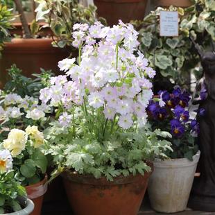 陕西羽叶报春 易爆花耐寒庭院花园花卉盆栽花苗春季开花