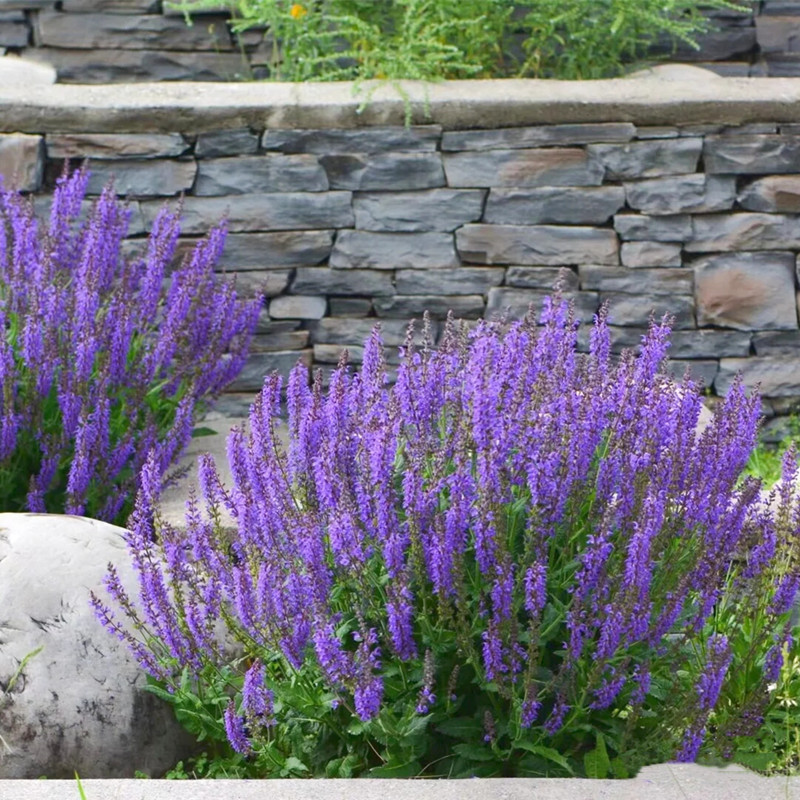 花镜 墨西哥鼠尾草 林荫鼠尾草盆栽 阳台庭院多年生带花耐热好养