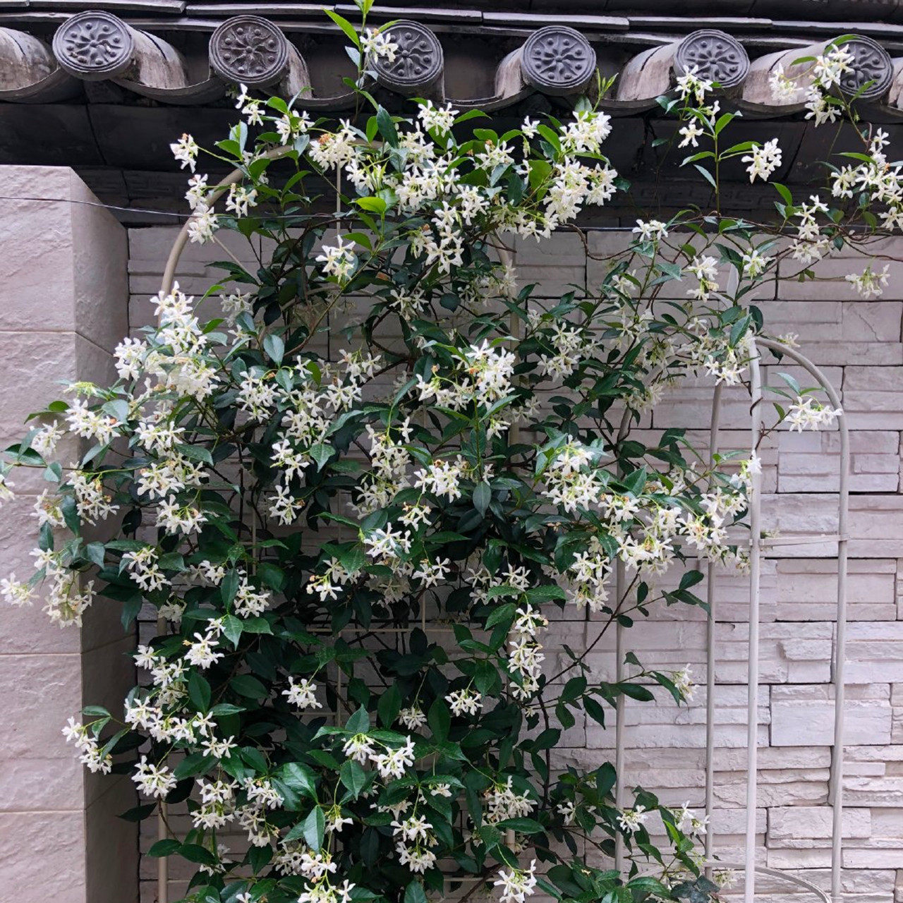 清香藤本植物风车茉莉 爬藤茉莉 耐晒耐寒 皮实好养