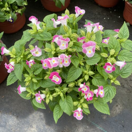 夏瑾盆栽夏堇夏季花卉耐热耐晒植物庭院阳台花卉花期长好养