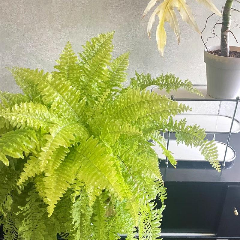 黄金波士顿蕨盆栽 室内阳台客厅绿植 观叶垂吊蕨类植物好养好看,鲜花速递/花卉仿真/绿植园艺,绿植,淘宝优惠券,粉丝福利购,淘宝优惠卷