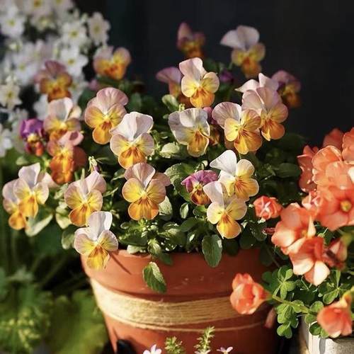 花期长露天耐寒垂吊包邮三色堇