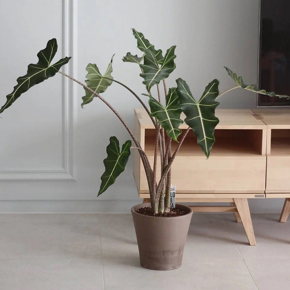 萨利安海芋 ins网红观叶绿植盆栽 室内客厅绿植美观净化空气好养