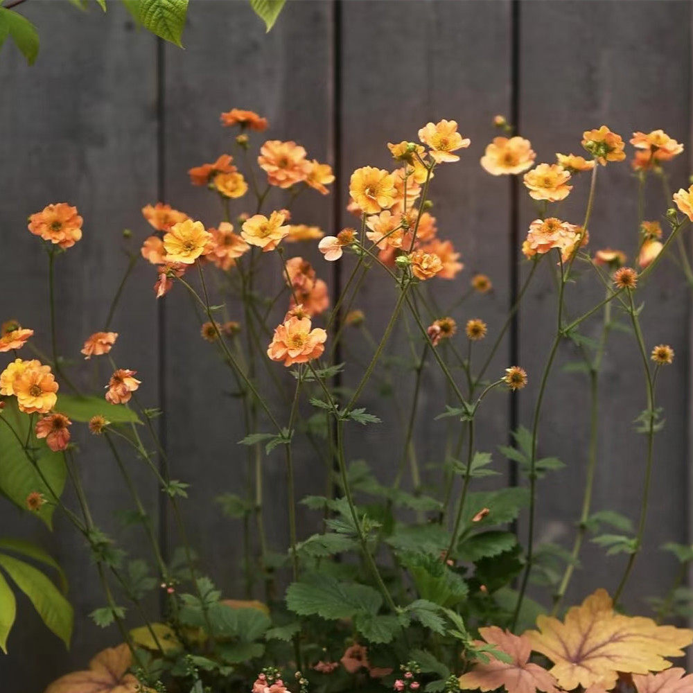 水杨梅盆栽 室内阳台庭院花卉 花期长好养耐寒