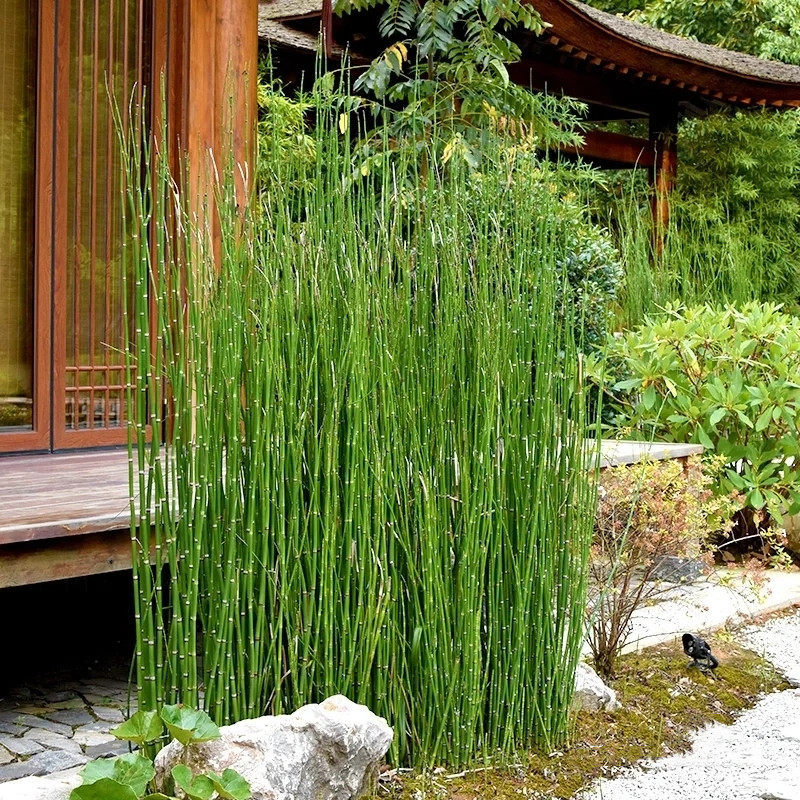 木贼盆栽可做庭院屏风 接骨草山水造景草 庭院水生植物耐寒好养