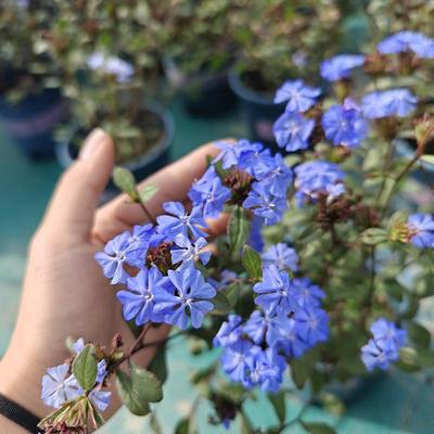 蓝角柱新品庭院观叶耐寒木本植物