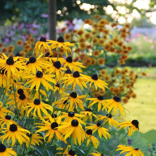 金光菊宿根花卉好养耐热花期长