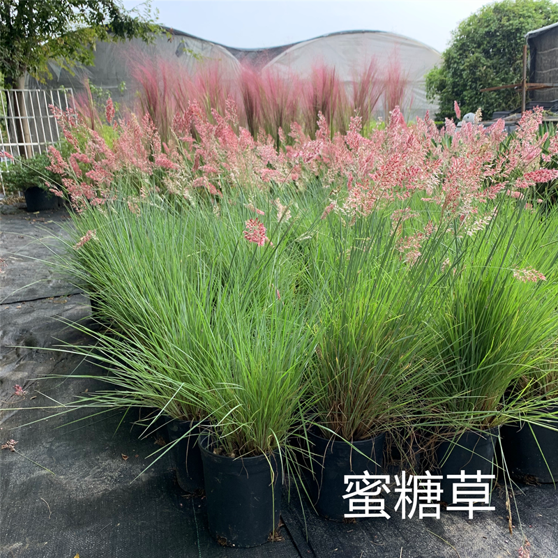 花境植物蜜糖草坡地毛冠草花苗室外花园景观搭配观赏草多年生盆栽