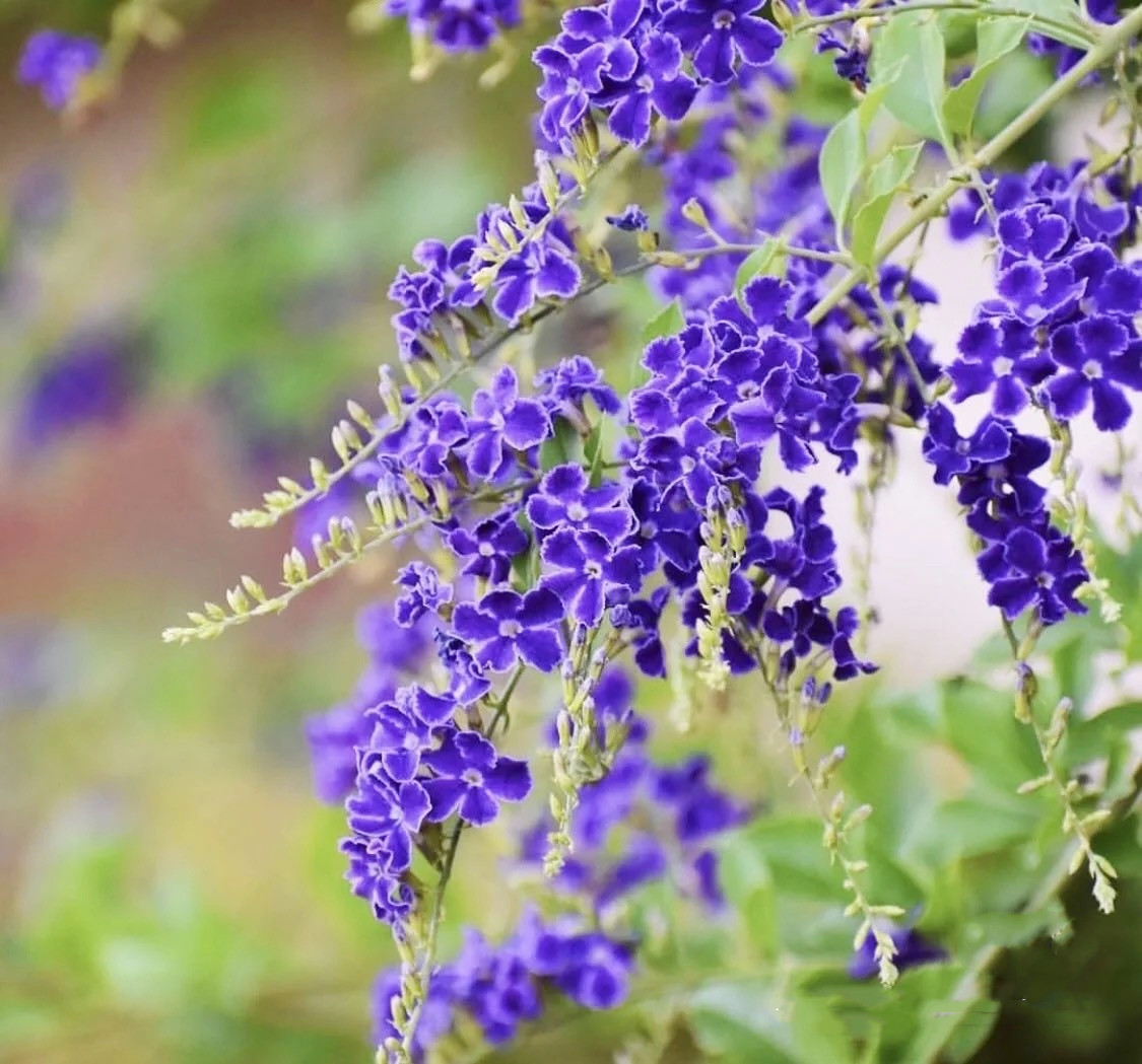 巧克力金露盆栽紫金露蕾丝金露花木本多年生庭院篱笆墙植物好养-封面