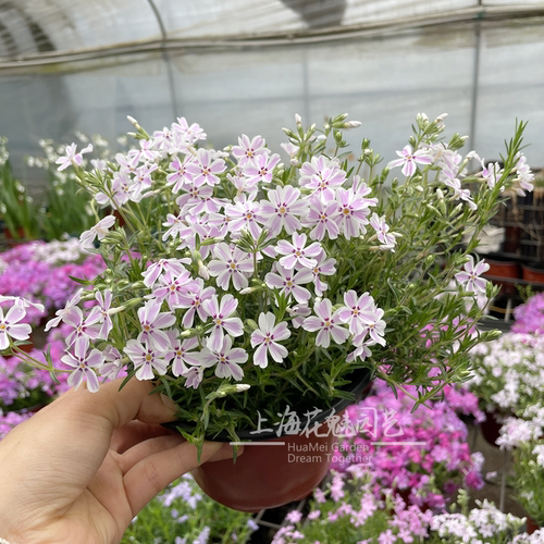 日本芝樱地被植物耐热耐寒