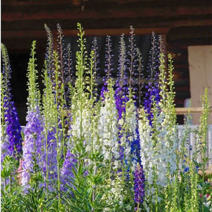 飞燕草盆栽花卉 大花飞燕 庭院阳台户外地栽花镜植物 好养