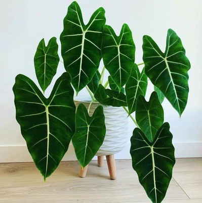 ins网红绿天鹅绒海芋盆栽 萨利安白犀牛大仙女 室内观叶绿植盆栽