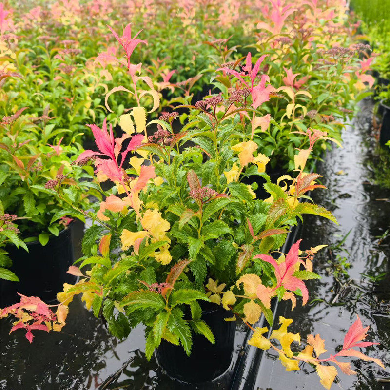 科斯帕绣线菊 庭院户外观叶观花植物 好养耐热耐寒 多年生木本