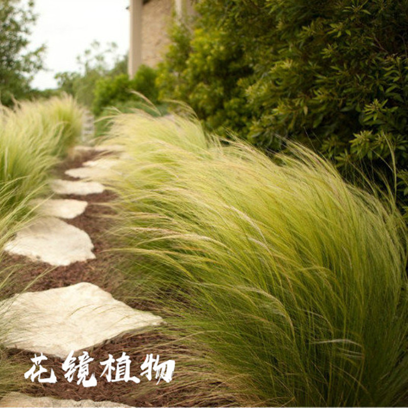 墨西哥羽毛草 花镜植物搭配观赏草 庭院绿化用草多年生耐寒耐热 鲜花速递/花卉仿真/绿植园艺 时令草本花卉 原图主图