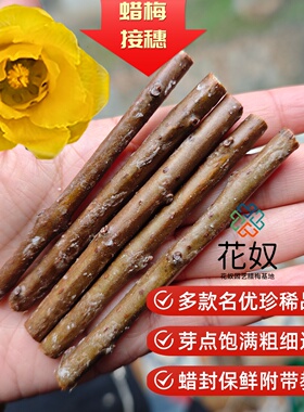 腊梅嫁接套餐超全品种蜡封接穗工具大花卷瓣素心磬口檀香花奴园艺