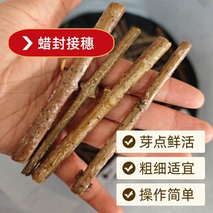 腊梅嫁接套餐超全品种蜡封接穗工具大花卷瓣素心磬口檀香花奴园艺