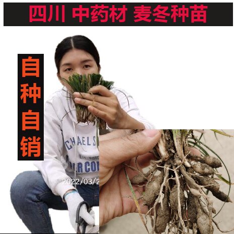 四川涪城2026年农户自种自销 四川三台中药材麦冬种苗 绿化苗图片
