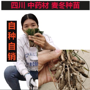 四川涪城2026年农户自种自销 四川三台中药材麦冬种苗 绿化苗