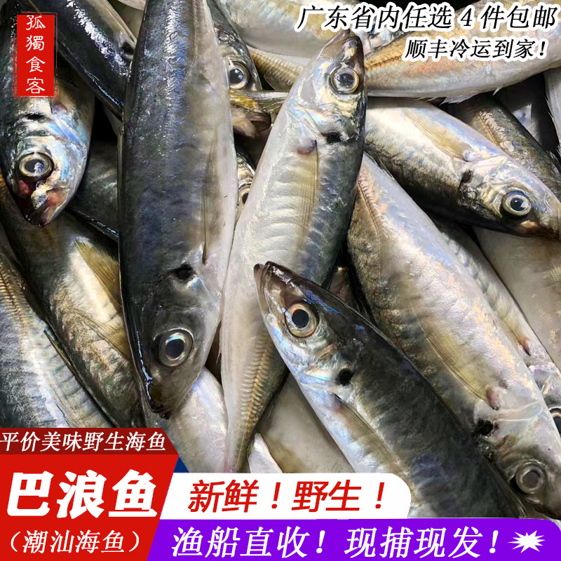 巴浪鱼非鱼饭当天海捕 新鲜海鲜水产鲜活 潮汕海鱼巴郎鱼鳀鱼提鱼