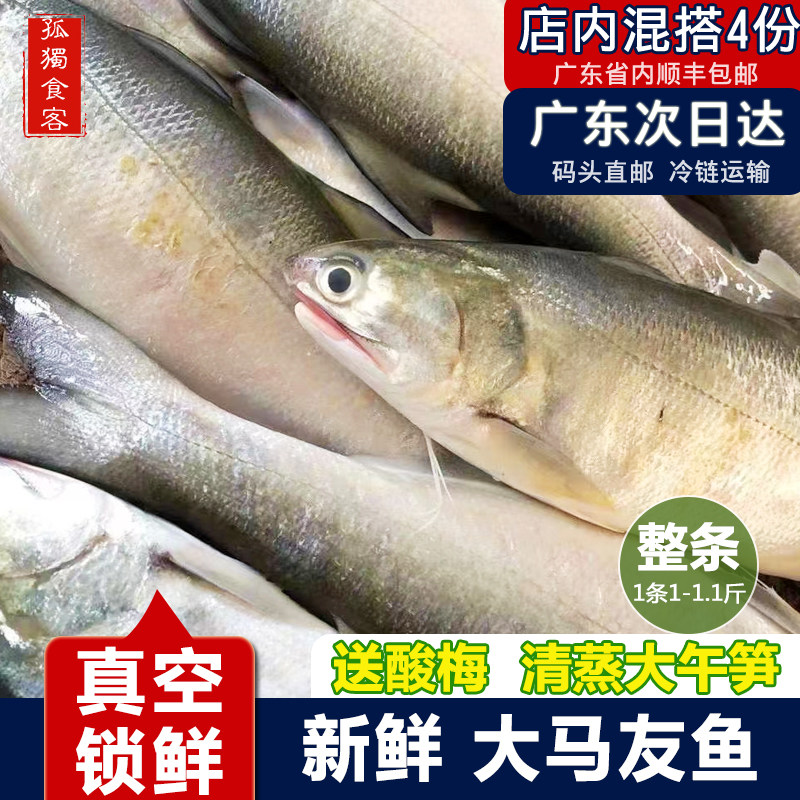 大马友鱼 五顺午笋鱼 新鲜午鱼午仔鱼海鲜水产1斤1条