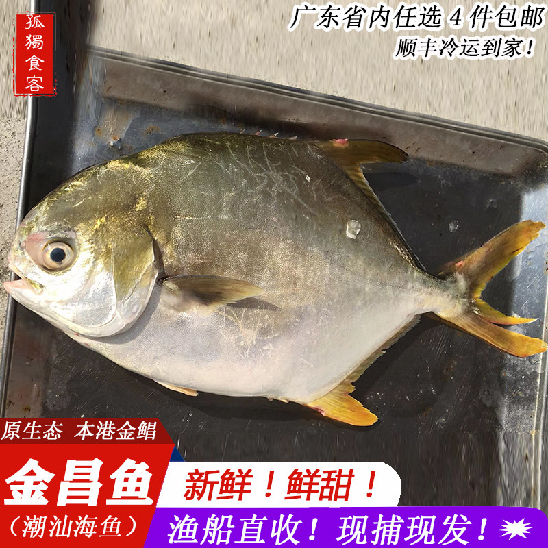 新鲜鲜活金昌鱼 金鲳鱼当天海捕大金昌 鲳鱼 金鲳鱼 昌鱼饶平海鲜