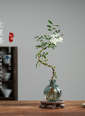好养懒人九里香水培植物盆栽
