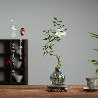 七里香水培植物盆栽水养花卉