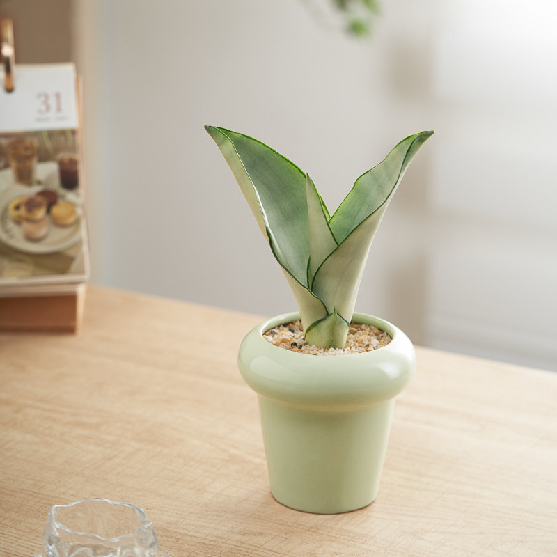 白玉虎皮兰盆景绿植盆栽净化空气办公室内摆件四季好养懒人植物