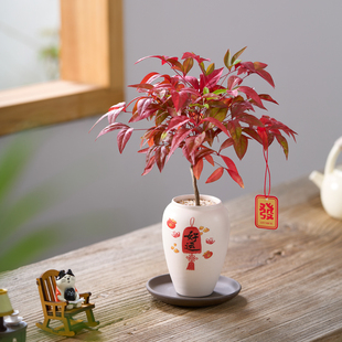 火焰南天竹盆栽年宵花办公室内禅意盆景观叶绿植好养耐寒植物摆件