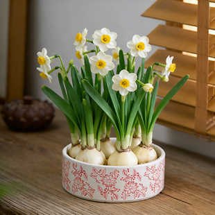 【正宗漳州水仙花】水培开花香味植物年宵花室内客厅盆栽绿植花卉