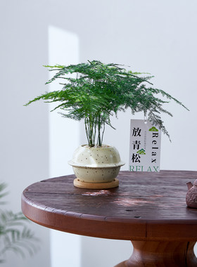 如归园艺文竹盆栽室内绿植净化空