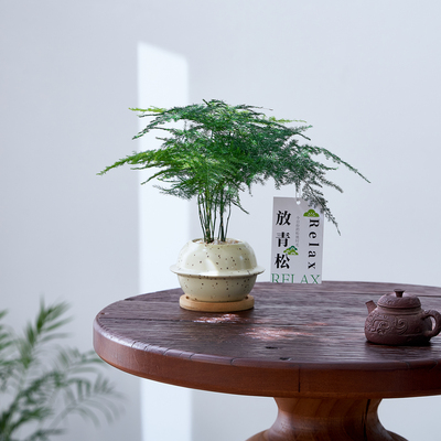 如归园艺文竹盆栽室内绿植净化空