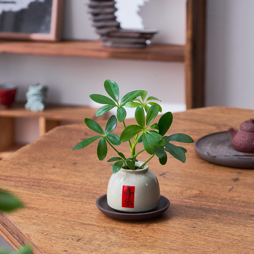 八方来财鸭脚木盆栽水培植物办公室内客厅桌面四季常青好养绿植