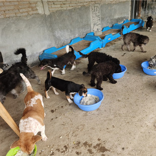 救助粮直发基地帮助羊城有爱流浪动物救助站照顾几百只毛孩子生活