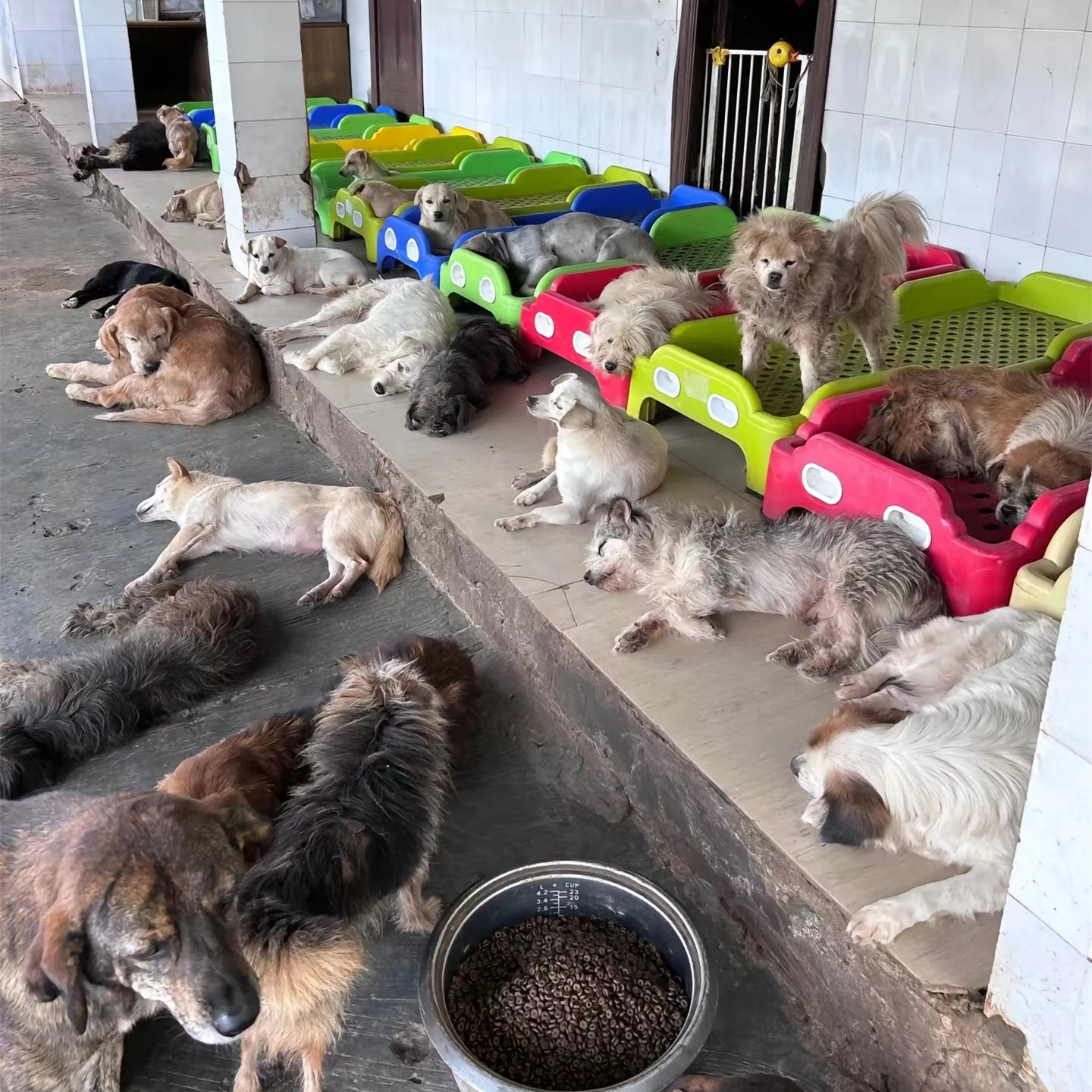 救助粮直发基地帮助羊城有爱流浪动物救助站照顾几百只毛孩子生活