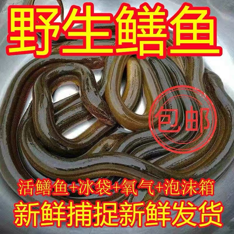 顺丰包邮湖北黄鳝鱼新鲜现捕