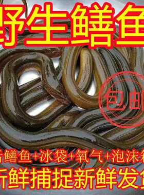 顺丰包邮湖北黄鳝鱼新鲜现捕