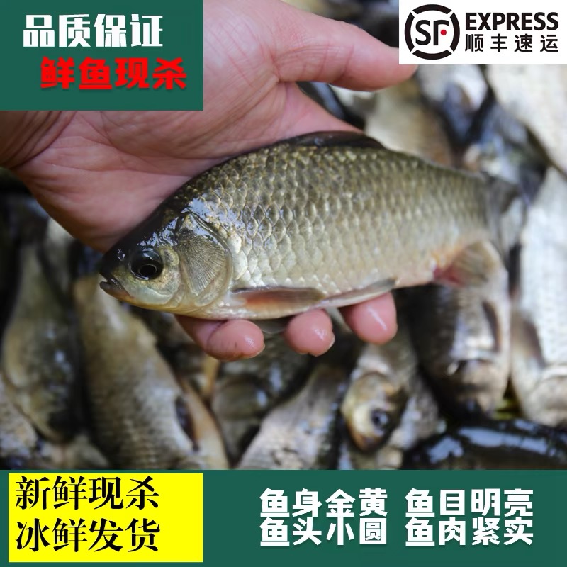 湖北新鲜淡水荷塘土鲫鱼