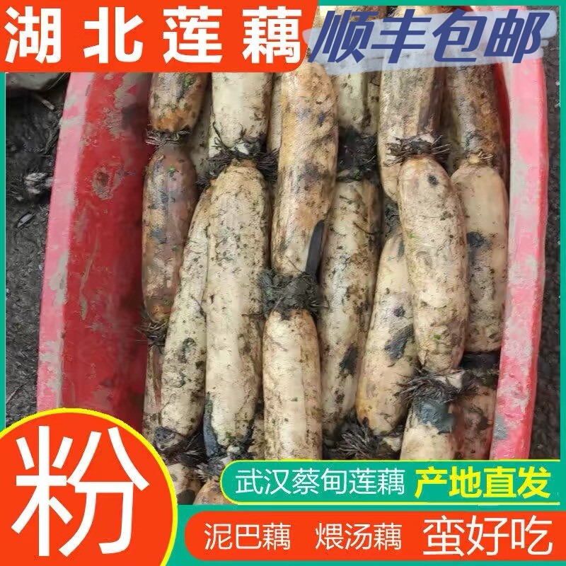 顺丰包邮2026新上市洪湖粉藕