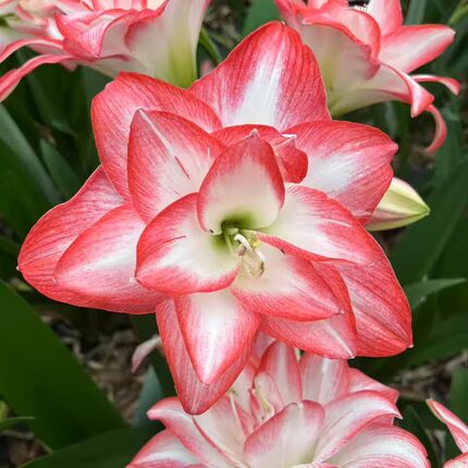 朱顶红进口品种花孔雀花期带花剑带根带叶发货其他季节带根叶发货