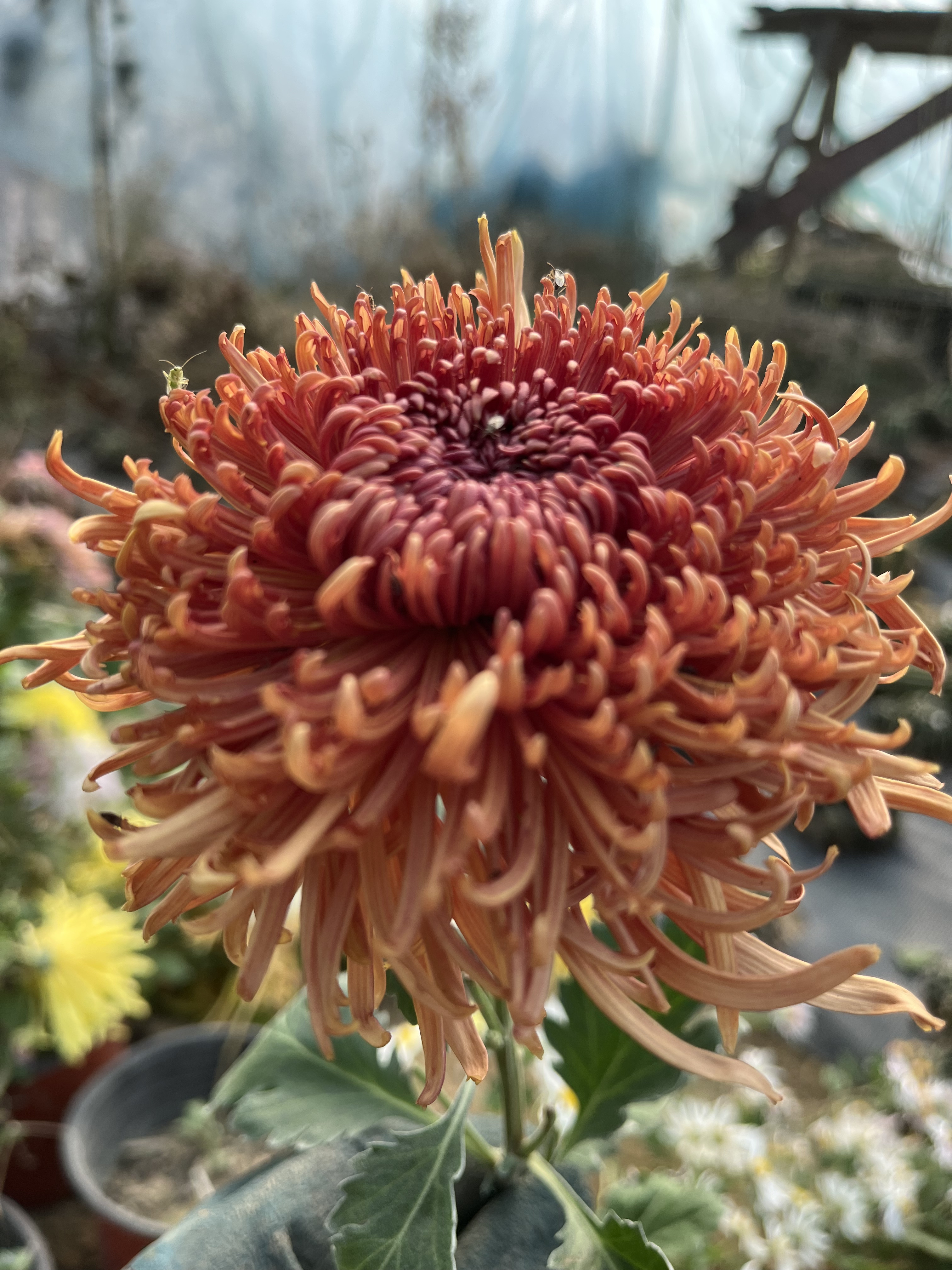 九月大菊花多头菊花切花菊花芽头菊花类
