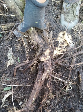 东北深山野刺五加根新鲜中药材现挖整条老参根晒干可泡水泡酒泡茶