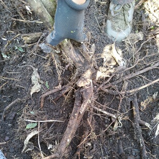 东北深山野刺五加根新鲜中药材现挖整条老参根晒干可泡水泡酒泡茶