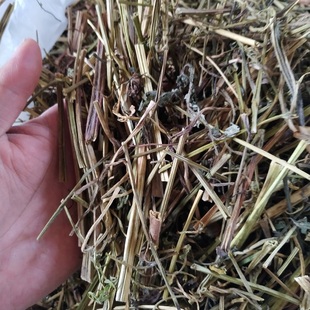 正宗野白屈菜地黄连雄黄草山黄连中药材500克晒干新货保真