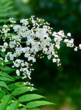 珍珠梅木本绿植 室内庭院丛生花苗花卉盆栽地栽植物耐寒耐热耐阴