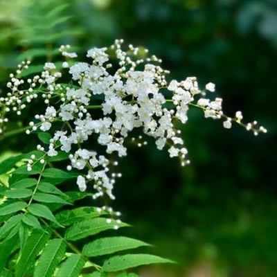 珍珠梅木本绿植 室内庭院丛生花苗花卉盆栽地栽植物耐寒耐热耐阴
