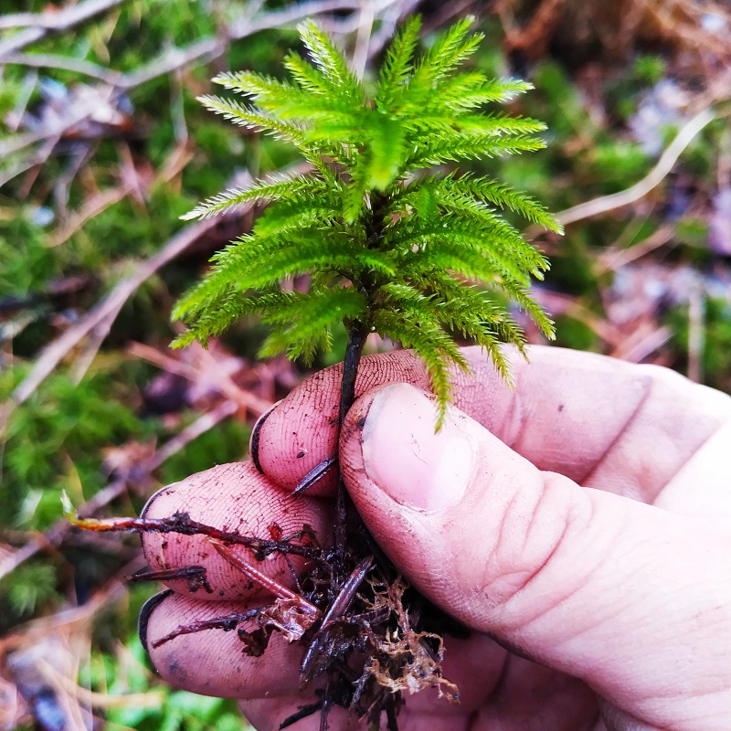 鲜活万年藓微景观耐寒小型蕨类绿植盆景假山鱼缸造景水培植物盆栽 鲜花速递/花卉仿真/绿植园艺 绿植 原图主图