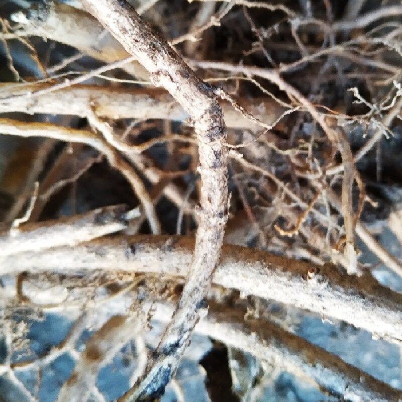 东北野龙芽楤根500克晒干中药材刺龙芽根刺老芽根楤木天然正宗